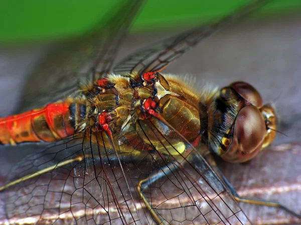 Yusufçuk Böceğinin Makro Görüntüsü — Stok fotoğraf