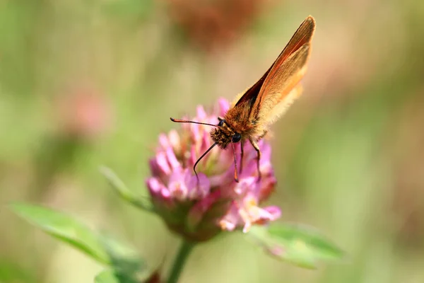 Schöne Blumen Blumiges Konzept Hintergrund — Stockfoto