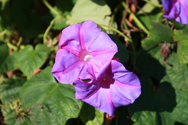 紫色の花を閉じて — ストック写真