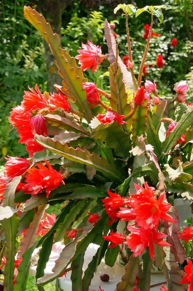 美しい花 花のコンセプトの背景 — ストック写真