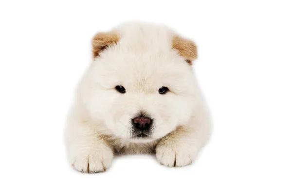 Chow Chow Pup Een Witte Achtergrond — Stockfoto