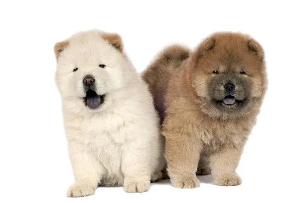 Dos Cachorros Chow Chow Delante Fondo Blanco — Foto de Stock