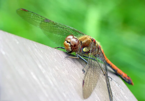 Detailní Makro Pohled Hmyz Vážky — Stock fotografie