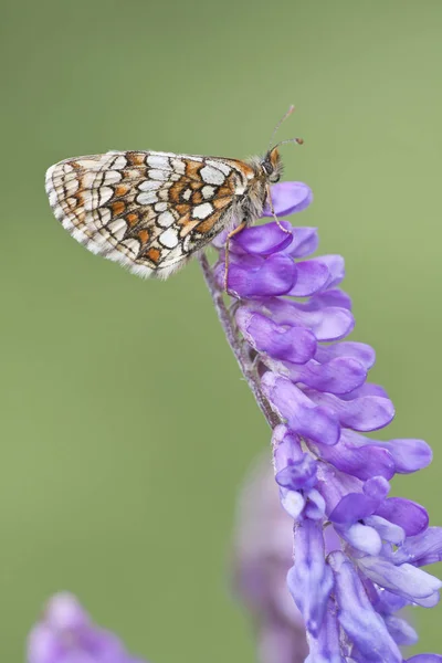 Farfalla Fritillare Insetto Con Ali — Foto Stock