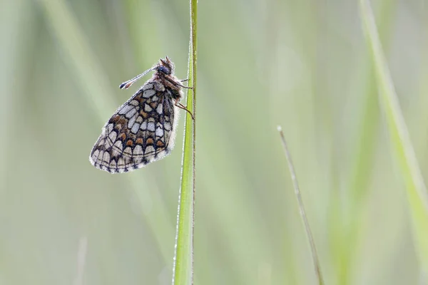 Vista Primer Plano Hermosa Mariposa Colorida — Foto de Stock