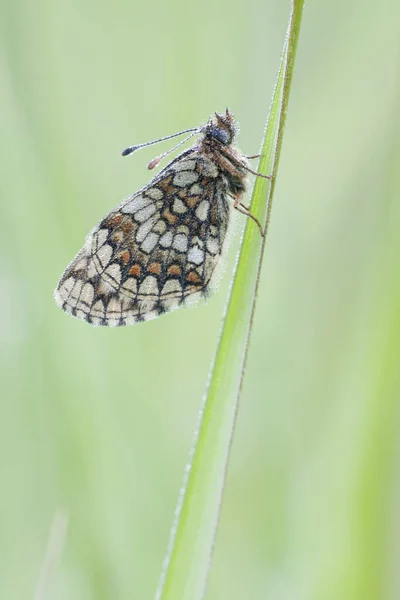 Fritilární Motýl Hmyz Křídly — Stock fotografie