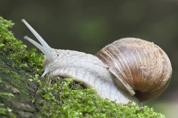 Helix Csiga Puhatestű Kagyló Állat — Stock Fotó