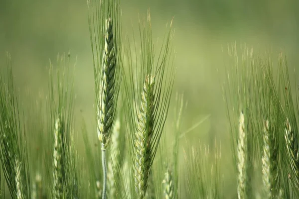 Oor Van Groene Tarwe Een Akker — Stockfoto