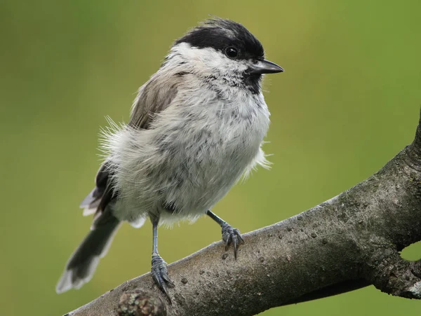 Vacker Utsikt Över Vacker Fågel Naturen — Stockfoto