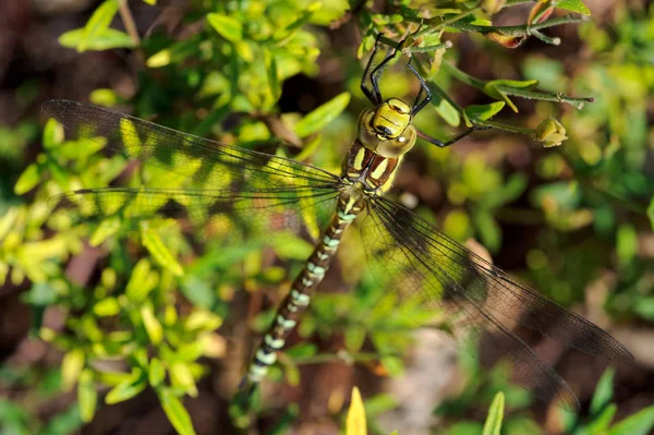 Fechar Uma Libélula Verde — Fotografia de Stock