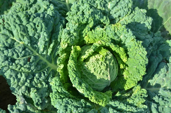 savoy cabbage in the vegetable patch