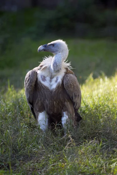 Zigeuners Fulvus Voorkant Van Een Groene Achtergrond — Stockfoto