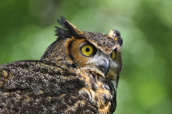 Vue Panoramique Bel Oiseau Nature — Photo