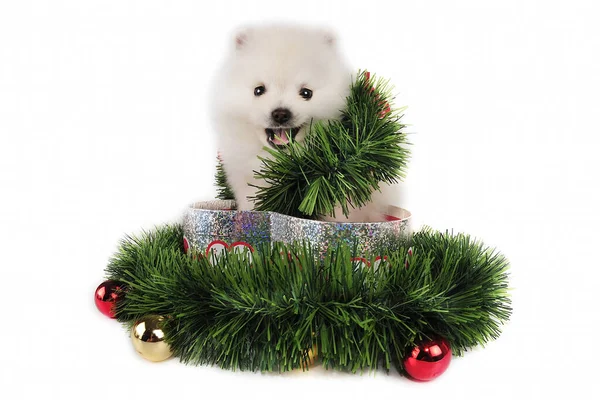 Pomeranian Puppy Present Surrounded Christmas Ornaments — ストック写真