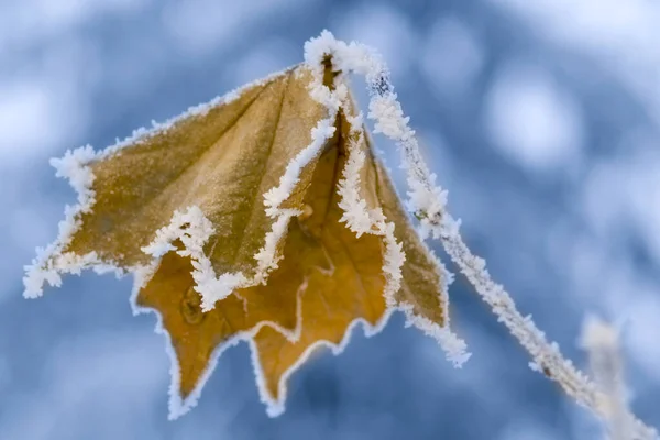 Frozen Leaf Crystals Tree Branch Closeup — Stock Photo, Image