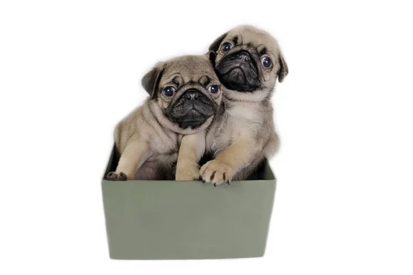 Dois Filhotes Cachorro Uma Caixa Presente — Fotografia de Stock