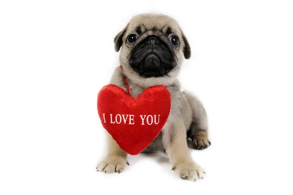 Cute Little Pug Szczeniak Znakiem Kocham Cię — Zdjęcie stockowe
