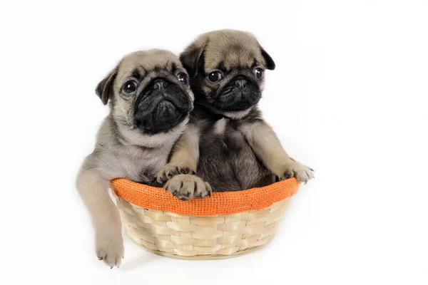 Dois Filhotes Cachorro Cesta Fundo Branco — Fotografia de Stock