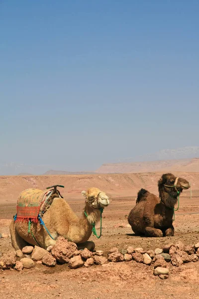 Zwei Reitdromedare Der Wüste — Stockfoto