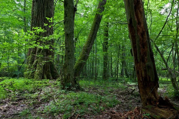 Peuplements Feuillus Frais Forêt Bialowieza Avec Souche Partiellement Déclinée Premier — Photo