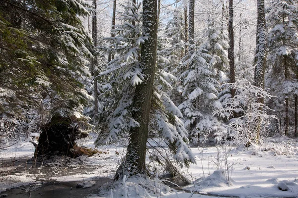 Floresta Neve Após Pântano Manhã Com Árvores Cobertas Neve Fundo — Fotografia de Stock