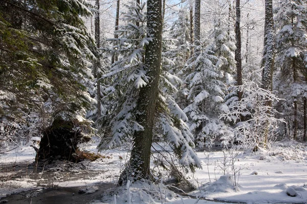 Snowfall Wetland Stand Morning Snow Wrapped Trees Background Frozen Water — Stock Photo, Image