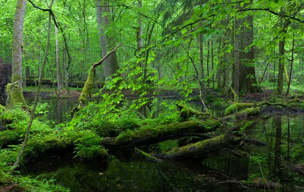 Mos Gewikkelde Eiken Bomen Liggend Water Bialowieza Forest Stand — Stockfoto