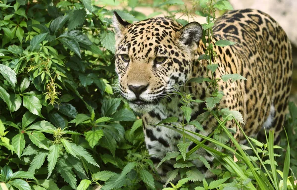 Jaguar Jäger Raubkatze Wildtier — Stockfoto