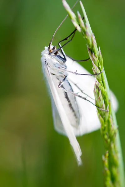 Detailní Pohled Krásné Barevné Motýla — Stock fotografie