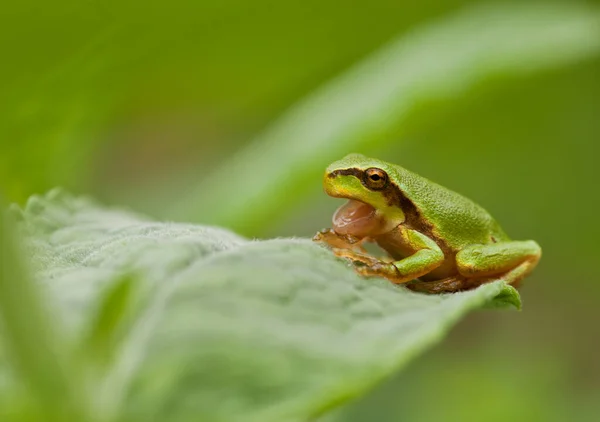 Folha Verde — Fotografia de Stock