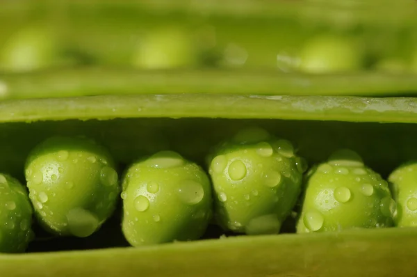 Kacang Polong Hijau Taman — Stok Foto