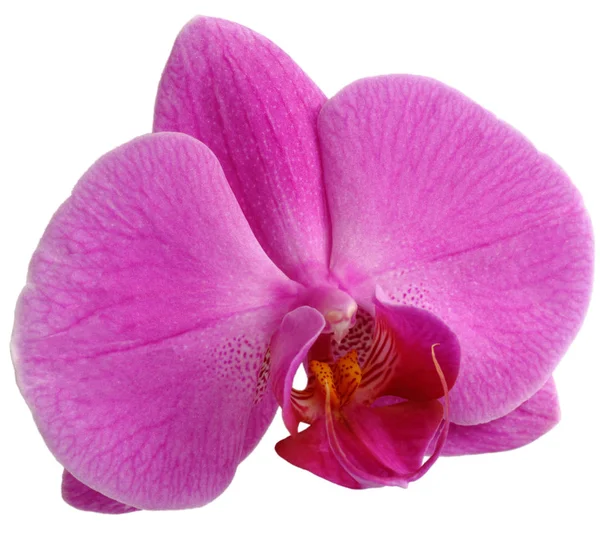 Orchidea Virágok Szirmok Phalaenopsis — Stock Fotó