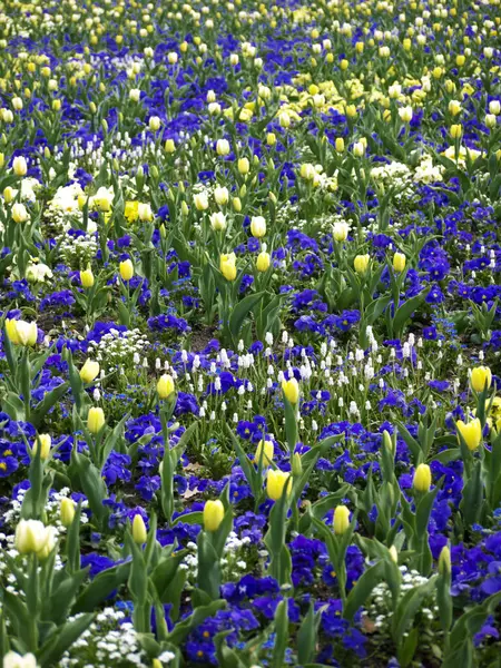 Prato Fiori Con Tulipani Primavera — Foto Stock