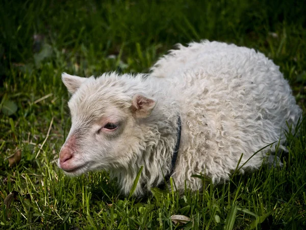 羊肉の緑の牧草地 — ストック写真