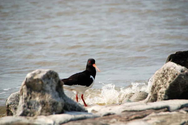 Austernfischer Auf Der Nordsee — Stockfoto