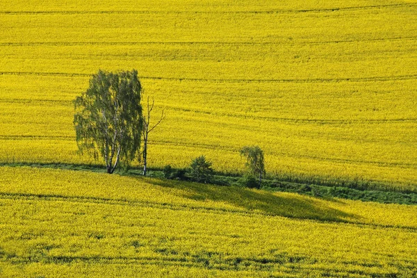 Kırsal Alanın Manzarası Seçici Odak — Stok fotoğraf