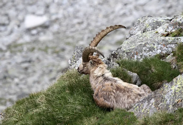 Wilde Geit Bergen — Stockfoto