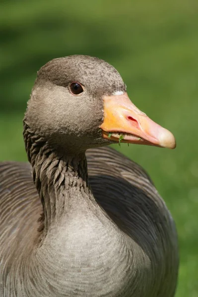 Malebný Pohled Husí Ptáka Přírodě — Stock fotografie