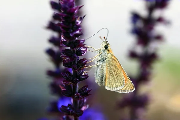 野生の自然界での虫の接近 — ストック写真