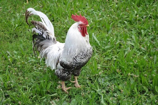 Utsikt Över Vacker Fågel Naturen — Stockfoto