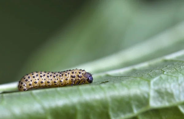 Bruco Verme Insetto Della Natura — Foto Stock