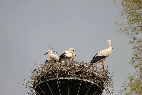 Storks Long Legged Long Necked Wading Bird — Stock Photo, Image