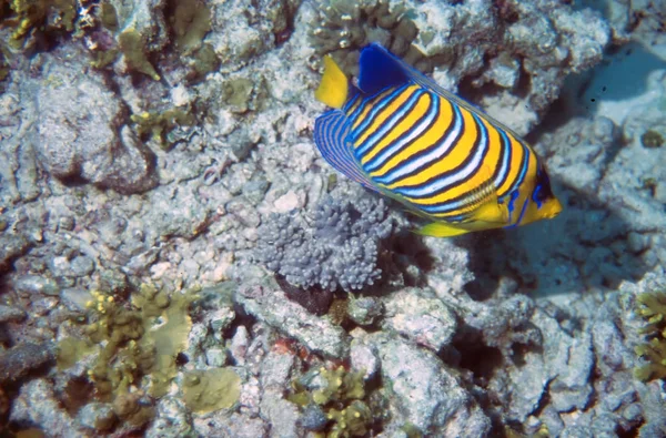 Regal Angelfish Scientific Name Pygoplites Diacanthus Reef Maldives — Foto de Stock