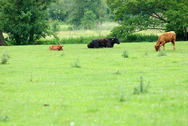 Koeien Het Natuurlijke Landschap Selectieve Focus — Stockfoto