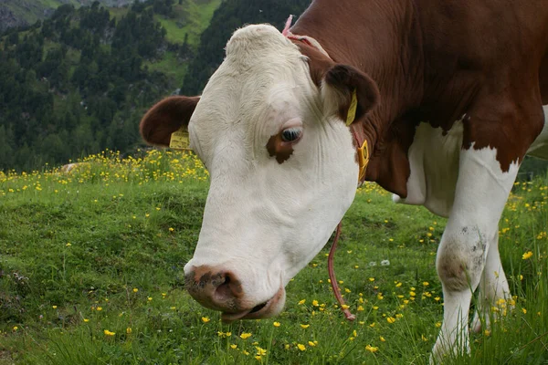 Lekker Eten Het Weitje — Stockfoto