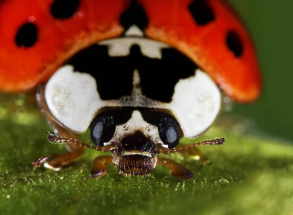 Nahaufnahme Von Insekten Selektiver Fokus — Stockfoto