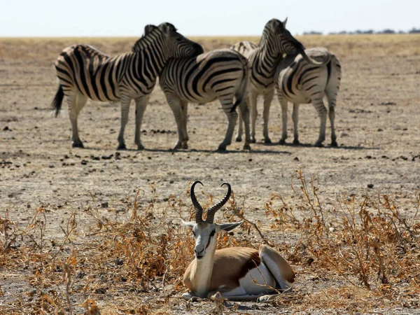 Namibische Tierwelt Etosha Park Trockenzeit — Stockfoto