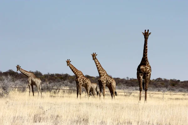 Dierenwereld Giraffen Het Wild Flora Fauna — Stockfoto