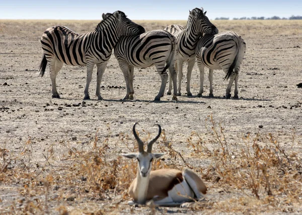 黑白斑马动物 植物和动物 — 图库照片
