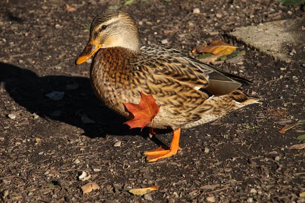 褐色叶子的野鸭 — 图库照片